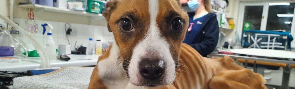 Rescue dog Mabel receiving treatment by the vet for malnourishment.