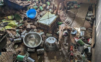 Dog standing in a room covered in mess, dirt and grime.