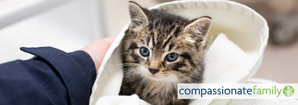 Compassionate Family starter activity © RSPCA
