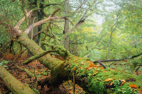 A mossy fallen tree surrounded by autumn leaves within woodland.