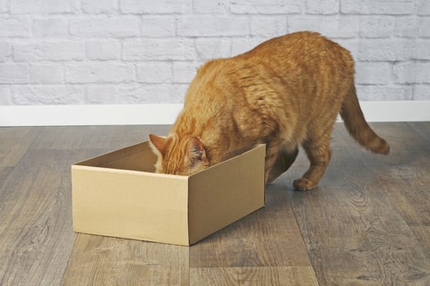 A ginger cat investigating a cardboard box on the floor.