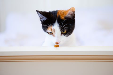 A cat staring intently at a treat on a bed frame.